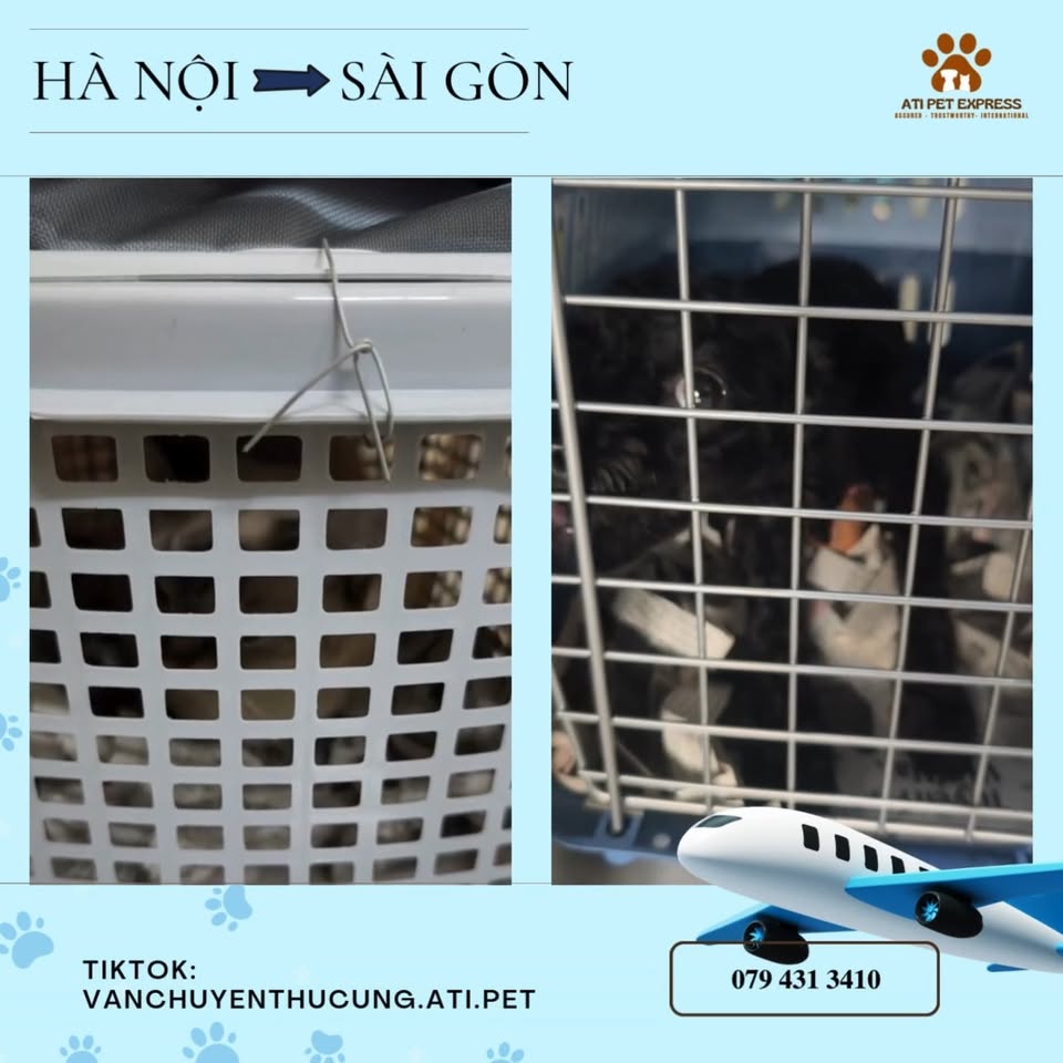 [🆕🇻🇳] Vận chuyển thú cưng toàn quốc ATI Pet Express 🐶🦜 Top1Pets 🐱🐠  Từ Hà Nội ➝ Sài Gòn chỉ vài tiếng, nhanh – gọn – an toàn cùng Ati Pet Express #vanchuyencho #vận_chuyển_chó_mèo #chăm_sóc_thú_cưng #vanchuyenmeo #vanchuye , shares-0✔️ , likes-0❤️️ , date-2025-09-24 18:58:18🐶🐱🇻🇳🇻🇳🇻🇳📰🆕