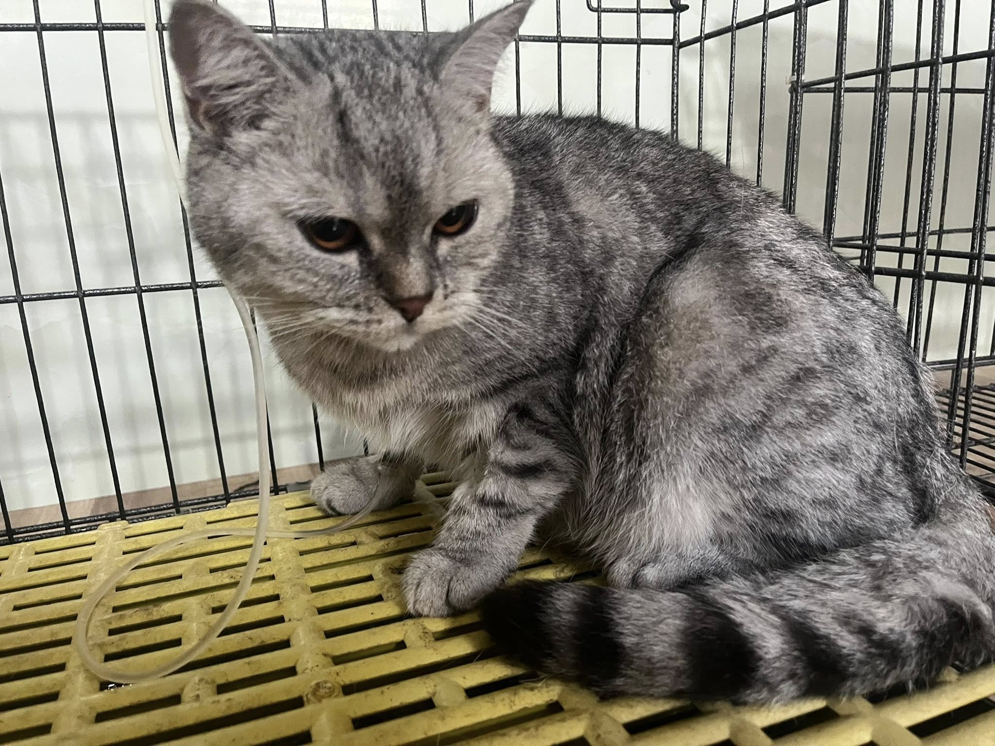 [🆕🇻🇳] Bác sĩ thú y huyện Văn Bàn 🐶🦜 Top1Pets 🐱🐠 Cố gắng lên em nhé mọi người lưu ý cố gắng tiêm vacxin phòng bệnh đầy đủ cho các bé nhé
, shares-1✔️ , likes-1❤️️ , date-2025-09-20 13:34:54🐶🐱🇻🇳🇻🇳🇻🇳📰🆕