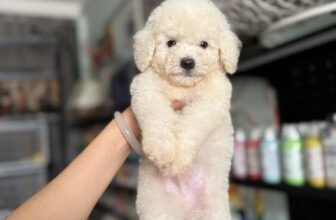 [🆕🇻🇳] 𝐍𝐀𝐎𝐌𝐈 𝐏𝐄𝐓 𝐒𝐇𝐎𝐏 – Dịch Vụ Thú Cưng, Bà Rịa 🐶🦜 Top1Pets 🐱🐠 Các bé Poodle ngoan xinh yêu chờ ba mẹ đón ạ!𝐍𝐀𝐎𝐌𝐈 𝐏𝐄𝐓 𝐒𝐇𝐎𝐏 – 𝐃𝐢̣𝐜𝐡 𝐕𝐮̣ 𝐓𝐡𝐮́ 𝐂𝐮̛𝐧𝐠𝐏𝐞𝐭 𝐒𝐡𝐨𝐩, 𝐏𝐞𝐭 𝐆𝐫𝐨𝐨𝐦𝐢𝐧𝐠, 𝐏𝐞𝐭 𝐒𝐩𝐚, 𝐏𝐞𝐭 𝐇𝐨𝐭𝐞𝐥𝐂𝐡𝐮𝐲𝐞̂𝐧 𝐭𝐡𝐮̛́𝐜 𝐚̆𝐧 & 𝐩 , shares-0✔️ , likes-2❤️️ , date-2025-09-22 01:53:56🐶🐱🇻🇳🇻🇳🇻🇳📰🆕