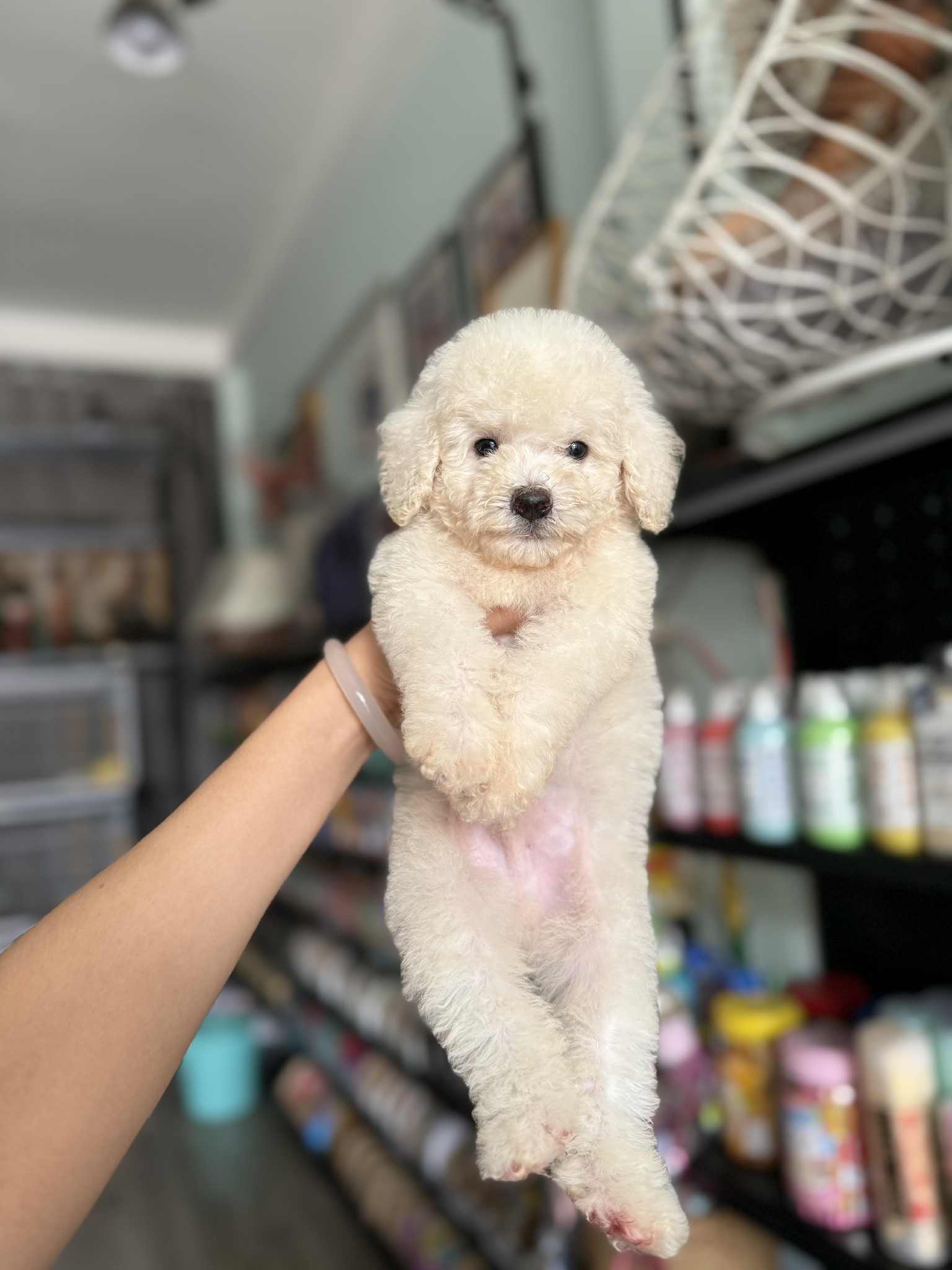 [🆕🇻🇳] BÔNG BOSS FAM 🐶🦜 Top1Pets 🐱🐠 Do bận việc Gấp
Bông xin phép ba mẹ được off đột xuất từ chủ nhật 21/9 đến hết ngày 23/9
24/9 Bông làm việc lại
Mong ba mẹ thông cảm
Ba mẹ cần lên lịch là , shares-0✔️ , likes-3❤️️ , date-2025-09-21 20:14:14🐶🐱🇻🇳🇻🇳🇻🇳📰🆕