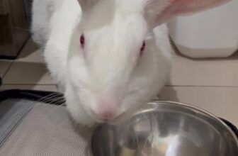 [🆕🇻🇳] Phòng Khám Thú Y NuTa 🐶🦜 Top1Pets 🐱🐠 Em bé tai siêu to khổng lồ….__________________________________________
𝐏𝐇Ò𝐍𝐆 𝐊𝐇Á𝐌 𝐓𝐇Ú 𝐘 𝐍𝐔𝐓𝐀
: CHUYÊN: ĐIỀU TRỊ – SIÊU ÂM – XÉT NGHIỆM – PHẪU  , shares-0✔️ , likes-3❤️️ , date-2025-09-18 02:21:22🐶🐱🇻🇳🇻🇳🇻🇳📰🆕