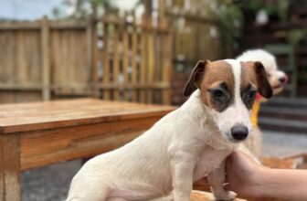 [☕️🇻🇳] DG Pet Garden – Cafe Thú Cưng 🥤 Top1Coffee ☕️ Nhỏ lớn chị ngồi tướng dị quen rồi em !!
Nói chị ngựa là chị giận!, shares-0✔️ , likes-10❤️️ , date-2025-09-23 20:04:36🇻🇳🇻🇳🇻🇳📰🆕