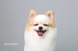 [🆕🇻🇳] Oliu Pet – Cửa Hàng Chăm Sóc Thú Cưng Mỹ Tho 🐶🦜 Top1Pets 🐱🐠 Cảm ơn ba bé Bông tin tưởng ủng hộ Oliu Pet
, shares-0✔️ , likes-2❤️️ , date-2025-09-19 19:54:57🐶🐱🇻🇳🇻🇳🇻🇳📰🆕