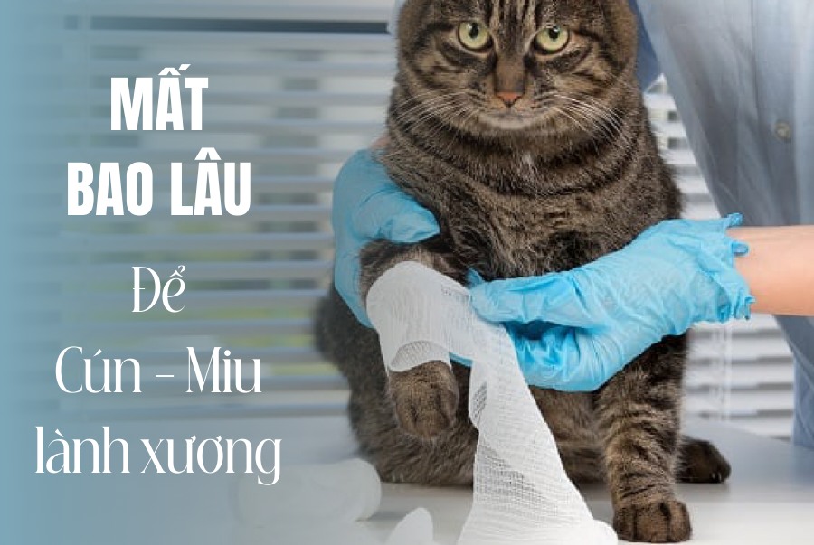 [🆕🇻🇳]  ZoZoshop – TỔNG KHO SỈ QATE CAO CẤP 🧑‍🧒❤️️👶⭐️ TỔNG KHO SỈ QATE CAO CẤP
GIÁ SIÊU RẺ
BÁN SỈ ….KHÔNG BÁN LẺ
NINH HIỆP -HÀ NỘI
085.850.6666
Hàng Buôn có sẵn
#quanaotreemcaocap #Zozoshop
, shares-0✔️ , likes-0❤️️ , date-2025-09-18 22:16:11🇻🇳🇻🇳🇻🇳📰🆕