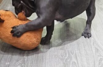 [🆕🇻🇳] Pet Shop Quận 10- Siêu Thị Thú Cưng Hachiko 459 Bà Hạt 🐶🦜 Top1Pets 🐱🐠 Bé Ino mới đi hotel 3 ngày mà đã tăng 6 lạng rồi , shares-0✔️ , likes-0❤️️ , date-2025-09-19 17:50:35🐶🐱🇻🇳🇻🇳🇻🇳📰🆕