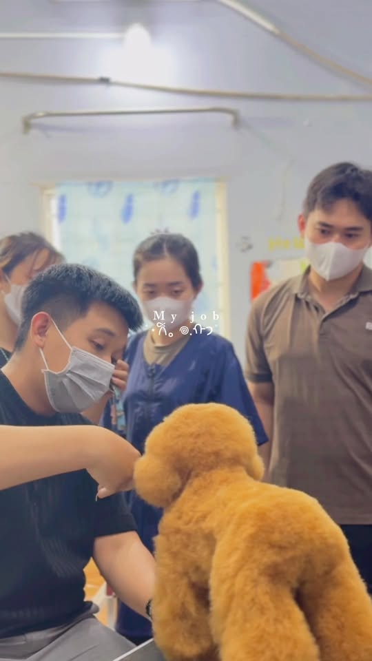 [🆕🇻🇳] DG PET HOME – Trung Tâm Đào Tạo Cắt Tỉa Lông Thú Cưng Spa Cún Chuyên Nghiệp 🐶🦜 Top1Pets 🐱🐠 Công việc mỗi ngày , shares-0✔️ , likes-9❤️️ , date-2025-09-19 19:34:07🐶🐱🇻🇳🇻🇳🇻🇳📰🆕