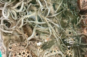 [🆕🇻🇳] Buffet KingHouse Seafood Cần Thơ 🍔 Top1Food  🍜 *Buffet gì hong Người Đẹp ơi.
**Điểm nổi bật tại Kinghouse:**
– **Cua, tôm, ghẹ, bạch tuộc sống** tươi ngon, được bắt sống tại hồ. Các món ăn như Bào Ngư, , shares-0✔️ , likes-11❤️️ , date-2025-09-22 18:29:01🇻🇳🇻🇳🇻🇳📰🆕