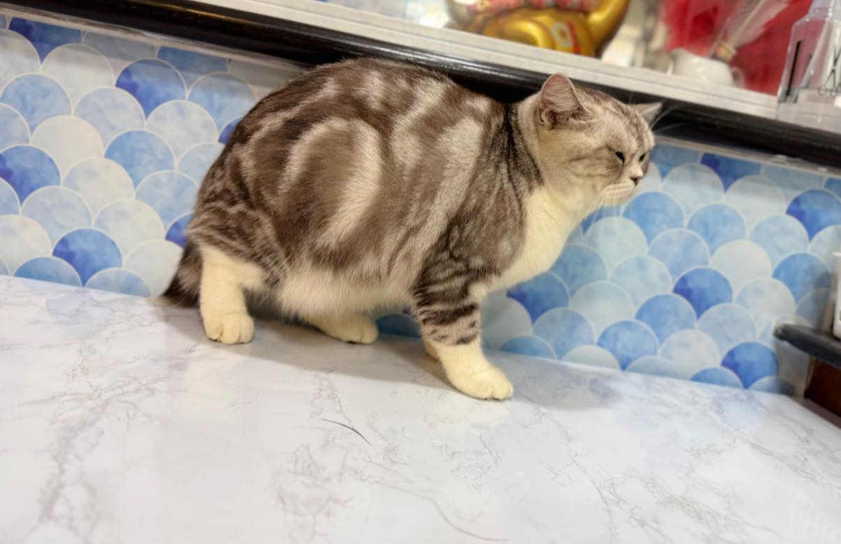 [🆕🇻🇳] Bull Bath – Cat Grooming & Hotel 🐶🦜 Top1Pets 🐱🐠 Nuốt sương sương trái dưa hấu——————————————————-
Bull Bath – Cat Grooming & Hotel
Số 2 cư xá Bình Minh, Dương Bá Trạc, P1,Q8 (Địa chỉ cũ)
Số 2 cư xá Bì , shares-0✔️ , likes-3❤️️ , date-2025-09-19 22:42:09🐶🐱🇻🇳🇻🇳🇻🇳📰🆕