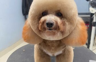 [🆕🇻🇳] BoGo Pet House 🐶🦜 Top1Pets 🐱🐠 – Nàng thơ
– Chủ nhật rồi Sen ơi book lịch đi tắm cho bé đi nè
, shares-1✔️ , likes-1❤️️ , date-2025-09-21 18:12:08🐶🐱🇻🇳🇻🇳🇻🇳📰🆕