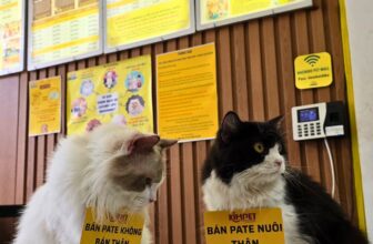 [🆕🇻🇳] PATE TƯƠI KIM PET 🐶🦜 Top1Pets 🐱🐠 2 bé chỉ bán Pate nuôi thân, nhất quyết không bán thân
, shares-1✔️ , likes-5❤️️ , date-2025-09-19 21:37:09🐶🐱🇻🇳🇻🇳🇻🇳📰🆕