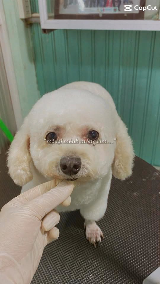 [🆕🇻🇳] Ánh Duyên Tắm cắt tỉa lông chó mèo TP Đông Hà Quảng Trị 🐶🦜 Top1Pets 🐱🐠 Cuối tuần rồi đưa Boss đi tân trang nhan sắc thôi nào các sen ơi.Ánh Duyên Spa.
Địa chỉ: 178 Hàm Nghi- Đông Hà- Quảng Trị
Hotline:  0788 616 36 , shares-0✔️ , likes-2❤️️ , date-2025-09-20 21:47:07🐶🐱🇻🇳🇻🇳🇻🇳📰🆕