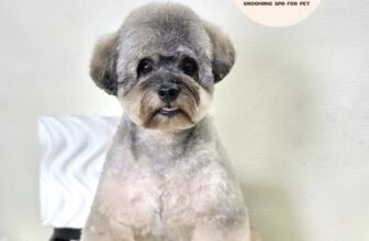 [🆕🇻🇳] Mercy – Petshop & Grooming Spa For Pet 🐶🦜 Top1Pets 🐱🐠  𝐁𝐢𝐞̂́𝐧 𝐇𝐢̀𝐧𝐡𝐊𝐡𝐨̂𝐧𝐠 𝐥𝐚̀𝐦 đ𝐚𝐮 𝐜𝐚́𝐜 𝐜𝐨𝐧 – 𝐊𝐡𝐨̂𝐧𝐠 𝐛𝐚̣𝐨 𝐥𝐮̛̣𝐜 𝐜𝐮̛𝐨̛̃𝐧𝐠 𝐞́𝐩 – 𝐊𝐡𝐨̂𝐧𝐠 𝐠𝐚̂𝐲 𝐒𝐭𝐫𝐞𝐬𝐬𝐐𝐮𝐲 𝐓𝐫𝐢̀𝐧𝐡 𝐓𝐚̆́𝐦 𝐓𝐢̉𝐚 𝐂𝐡𝐮𝐲𝐞̂𝐧 𝐍𝐠𝐡𝐢𝐞̣̂𝐩 𝟏𝟎-𝟏𝟏 𝐛𝐮̛𝐨̛́𝐜 sử d , shares-1✔️ , likes-3❤️️ , date-2025-09-22 20:15:01🐶🐱🇻🇳🇻🇳🇻🇳📰🆕