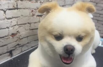 [🆕🇻🇳] BÔNG BOSS FAM 🐶🦜 Top1Pets 🐱🐠 Do bận việc Gấp
Bông xin phép ba mẹ được off đột xuất từ chủ nhật 21/9 đến hết ngày 23/9
24/9 Bông làm việc lại
Mong ba mẹ thông cảm
Ba mẹ cần lên lịch là , shares-0✔️ , likes-3❤️️ , date-2025-09-21 20:14:14🐶🐱🇻🇳🇻🇳🇻🇳📰🆕