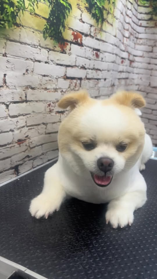 [🆕🇻🇳] BÔNG BOSS FAM 🐶🦜 Top1Pets 🐱🐠 Do bận việc Gấp
Bông xin phép ba mẹ được off đột xuất từ chủ nhật 21/9 đến hết ngày 23/9
24/9 Bông làm việc lại
Mong ba mẹ thông cảm
Ba mẹ cần lên lịch là , shares-0✔️ , likes-3❤️️ , date-2025-09-21 20:14:14🐶🐱🇻🇳🇻🇳🇻🇳📰🆕