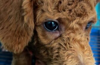 [🆕🇻🇳] Cô Tuyền’s Pethouse 🐶🦜 Top1Pets 🐱🐠 Khách nhí đáng iu  #quan6 #cotuyenpethouse #cattialongthucungquan6  #spathucung #poodle , shares-0✔️ , likes-2❤️️ , date-2025-09-18 17:37:42🐶🐱🇻🇳🇻🇳🇻🇳📰🆕