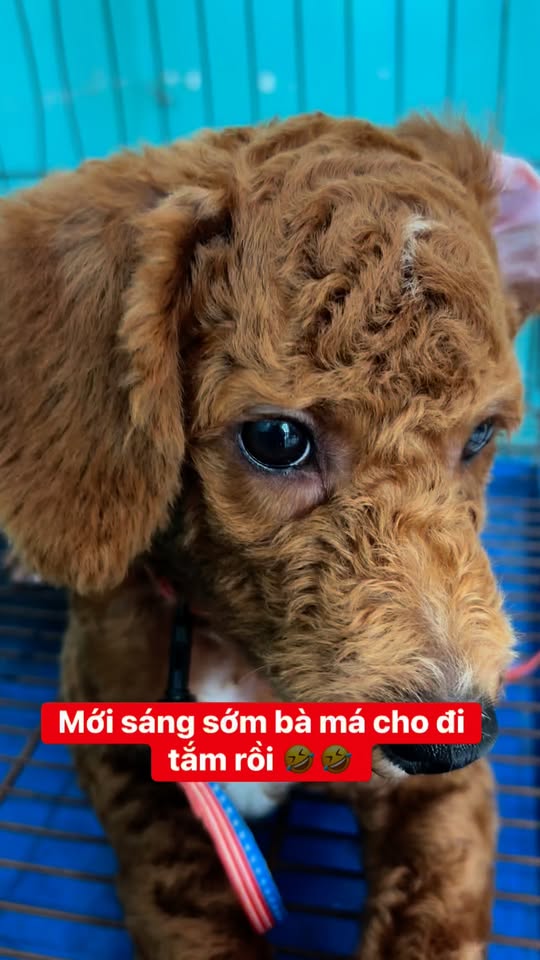 [🆕🇻🇳] Cô Tuyền’s Pethouse 🐶🦜 Top1Pets 🐱🐠 Khách nhí đáng iu  #quan6 #cotuyenpethouse #cattialongthucungquan6  #spathucung #poodle , shares-0✔️ , likes-2❤️️ , date-2025-09-18 17:37:42🐶🐱🇻🇳🇻🇳🇻🇳📰🆕