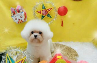 [🆕🇻🇳] NaPet – Cửa Hàng Chăm Sóc & Làm Đẹp Thú Cưng 🐶🦜 Top1Pets 🐱🐠 Tại sao lại xiinhh
Như thế….Tại sao tại sao
#Bichon #tiệmthuscuwng #groomingspa #poôdle #đàotaohocvienchuyennghiep #Spa #mèo
Cung cấp đồ dùng phụ kiện
, shares-0✔️ , likes-0❤️️ , date-2025-09-19 19:29:12🐶🐱🇻🇳🇻🇳🇻🇳📰🆕