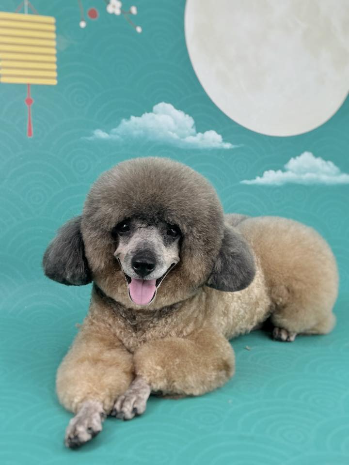 [🆕🇻🇳] Phòng Khám Thú Y Tuyến Chi 🐶🦜 Top1Pets 🐱🐠 Đêm trung thu ánh trăng sáng tỏ
Yêu boss rồi thì cứ bày tỏ nha senLên phông trung thu cho các bé iu, ba mẹ muốn chụp ảnh trung thu sớm dặn sốp nha————— , shares-0✔️ , likes-7❤️️ , date-2025-09-21 05:20:09🐶🐱🇻🇳🇻🇳🇻🇳📰🆕