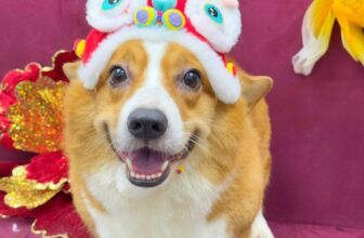 [🆕🇻🇳] Sugar Pie – Spa & Hotel Thú Cưng Cao Cấp 🐶🦜 Top1Pets 🐱🐠 CẢNH BÁO: siêu bão sẽ đổ bộ dự kiến ngày 25-27/9
Bố mẹ có lịch spa vào ngày này nhanh tay đặt lịch trước từ 23,24 (hôm nay, mai) hoặc đợi tan bão bố mẹ nh , shares-0✔️ , likes-4❤️️ , date-2025-09-23 16:32:29🐶🐱🇻🇳🇻🇳🇻🇳📰🆕