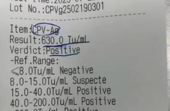 [🆕🇻🇳] Thú Y Long An Pet 🐶🦜 Top1Pets 🐱🐠 Bông và các bác sĩ đã cùng nhau cố gắng  vượt qua bệnh Parvo nguy hiểm nhưng chủ Bông lại từ bỏ Bông…
Và giờ Bông đang vui vẻ cùng Bò và BinPhòng khám , shares-0✔️ , likes-8❤️️ , date-2025-09-18 23:02:27🐶🐱🇻🇳🇻🇳🇻🇳📰🆕