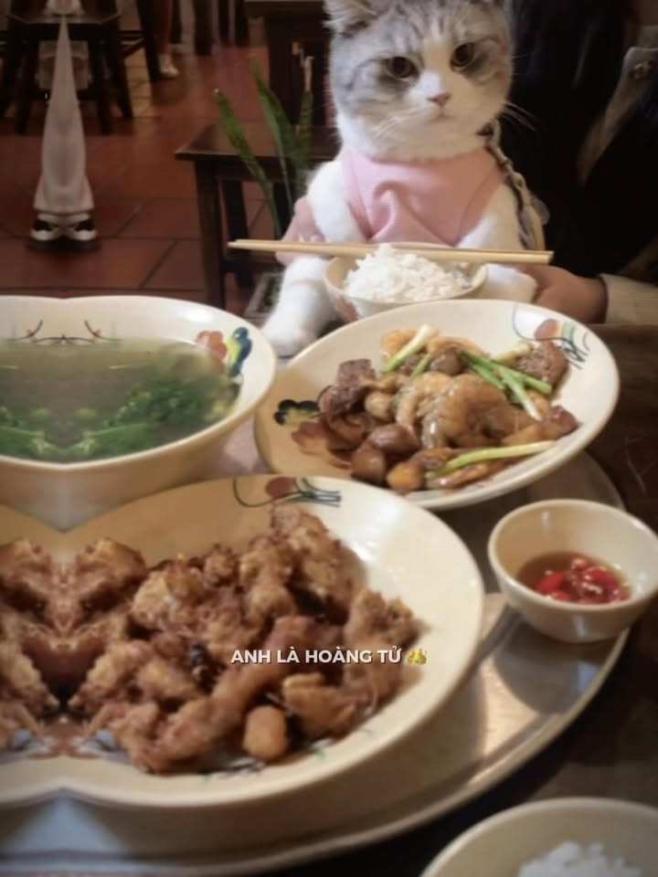 [🆕🇻🇳] Thú Y Ốc Nhỏ – 384 Nguyễn Chí Thanh. Quận 10 🐶🦜 Top1Pets 🐱🐠 Heo đi vệ sinh tai và tâm sự cùng chị petshop————————————————–
#thuyocnho #thuyquan10 #thucanchothucung #phongkhamthuy  , shares-0✔️ , likes-0❤️️ , date-2025-09-25 00:40:07🐶🐱🇻🇳🇻🇳🇻🇳📰🆕