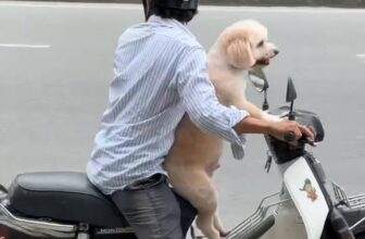 [🆕🇻🇳] PP’s Grooming –  chuyên về các dịch vụ tắm, cắt, tạo kiểu theo yêu cầu 🐶🦜 Top1Pets 🐱🐠  , shares-0✔️ , likes-11❤️️ , date-2025-09-23 01:30:48🐶🐱🇻🇳🇻🇳🇻🇳📰🆕