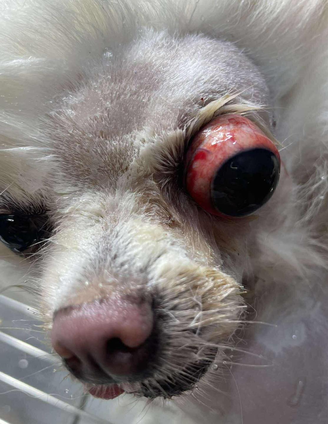 [🆕🇻🇳] Tailieu247.net – Chuyên tài liệu file word 📚 Top1Learn 📕 CHUYÊN ĐỀ BÀI TẬP CHÍNH KHÓA, DẠY THÊM KHTN 9 – PHẦN SINH HỌC – CẢ NĂM (chung 3 sách KẾT NỐI TRI THỨC – CHÂN TRỜI SÁNG TẠO – CÁNH DIỀU) BỘ TÀI LIỆU BIÊN SO , shares-0✔️ , likes-0❤️️ , date-2025-09-24 16:12:31🇻🇳🇻🇳🇻🇳📰🆕