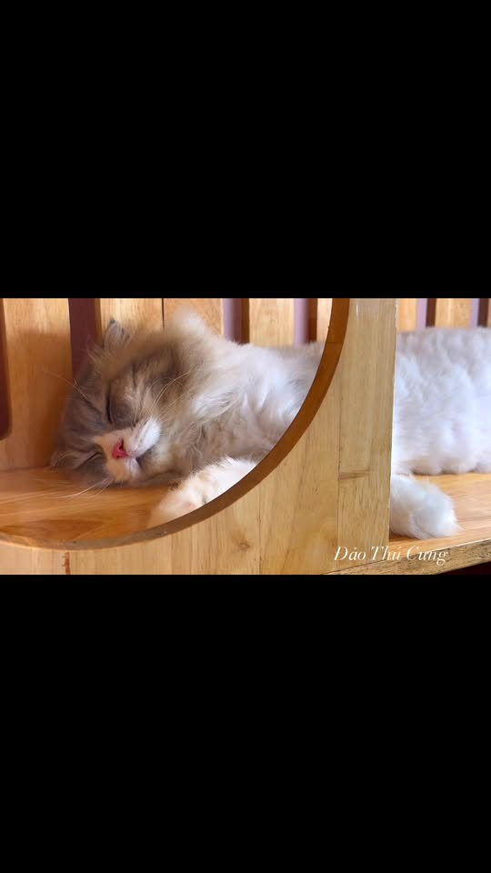 [🆕🇻🇳] Đảo Thú Cưng – Pet Spa 161 Nguyễn Văn Khối, p11, Gò Vấp 🐶🦜 Top1Pets 🐱🐠  , shares-0✔️ , likes-2❤️️ , date-2025-09-25 15:59:41🐶🐱🇻🇳🇻🇳🇻🇳📰🆕