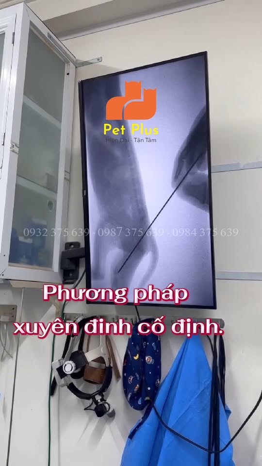 [🆕🇻🇳] Phòng Khám Thú Y Pet Plus 🐶🦜 Top1Pets 🐱🐠 Phẫu thuật cho bé mèo con nặng chưa tới 500g, bị chó cắn gãy xương đùi bằng công nghệ c-arm – phương pháp xuyên đinh cố định.Ưu điểm C-arm:
Giảm xâm lấ , shares-0✔️ , likes-15❤️️ , date-2025-09-24 17:01:05🐶🐱🇻🇳🇻🇳🇻🇳📰🆕