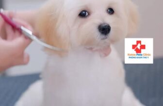 [🆕🇻🇳] Katos PetHome – Petshop Spa Grooming và Hotel 🐶🦜 Top1Pets 🐱🐠  DỊCH VỤ GROOMING CHÓ MÈO CHUYÊN NGHIỆP TẠI KATOS PET CARE
Sạch – Thơm – Mượt – An Toàn tuyệt đối cho bé cưng!
Bạn đang tìm nơi tắm cho chó sạch sẽ, n , shares-0✔️ , likes-0❤️️ , date-2025-09-21 14:40:48🐶🐱🇻🇳🇻🇳🇻🇳📰🆕