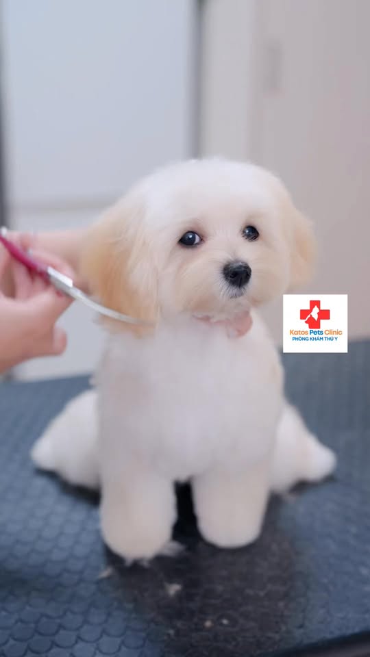 [🆕🇻🇳] Katos PetHome – Petshop Spa Grooming và Hotel 🐶🦜 Top1Pets 🐱🐠  DỊCH VỤ GROOMING CHÓ MÈO CHUYÊN NGHIỆP TẠI KATOS PET CARE
Sạch – Thơm – Mượt – An Toàn tuyệt đối cho bé cưng!
Bạn đang tìm nơi tắm cho chó sạch sẽ, n , shares-0✔️ , likes-0❤️️ , date-2025-09-21 14:40:48🐶🐱🇻🇳🇻🇳🇻🇳📰🆕