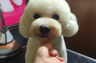 [🆕🇻🇳] Vẩu Pet – Siêu Thị, Khách Sạn & Spa Thú Cưng 🐶🦜 Top1Pets 🐱🐠 Khứa nhà tui lúc đến và lúc về chủ ko nhận ra chó nữa rùi :v
, shares-0✔️ , likes-2❤️️ , date-2025-09-20 22:06:22🐶🐱🇻🇳🇻🇳🇻🇳📰🆕