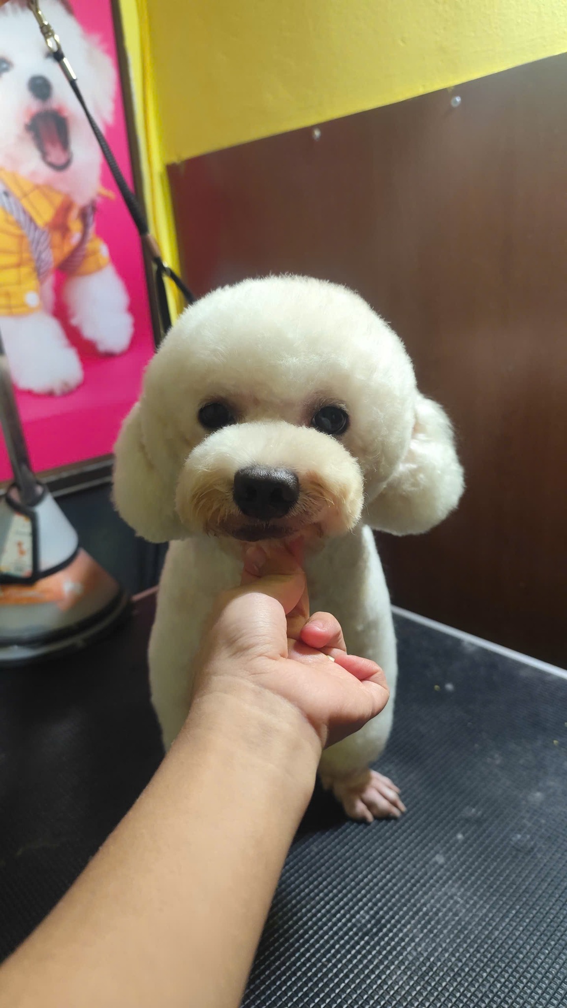 [🆕🇻🇳] Vẩu Pet – Siêu Thị, Khách Sạn & Spa Thú Cưng 🐶🦜 Top1Pets 🐱🐠 Khứa nhà tui lúc đến và lúc về chủ ko nhận ra chó nữa rùi :v
, shares-0✔️ , likes-2❤️️ , date-2025-09-20 22:06:22🐶🐱🇻🇳🇻🇳🇻🇳📰🆕