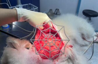 [🆕🇻🇳] Bệnh Viện Thú Y TH Vet Hospital 🐶🦜 Top1Pets 🐱🐠  Một ca phẫu thuật đáng nhớ – vết thương lớn do chó cắnBé chó này từng bị cắn rách một mảng da rất lớn vùng ngực – bụng, lộ cả tổ chức dưới da, nguy cơ  , shares-0✔️ , likes-2❤️️ , date-2025-09-23 04:06:24🐶🐱🇻🇳🇻🇳🇻🇳📰🆕