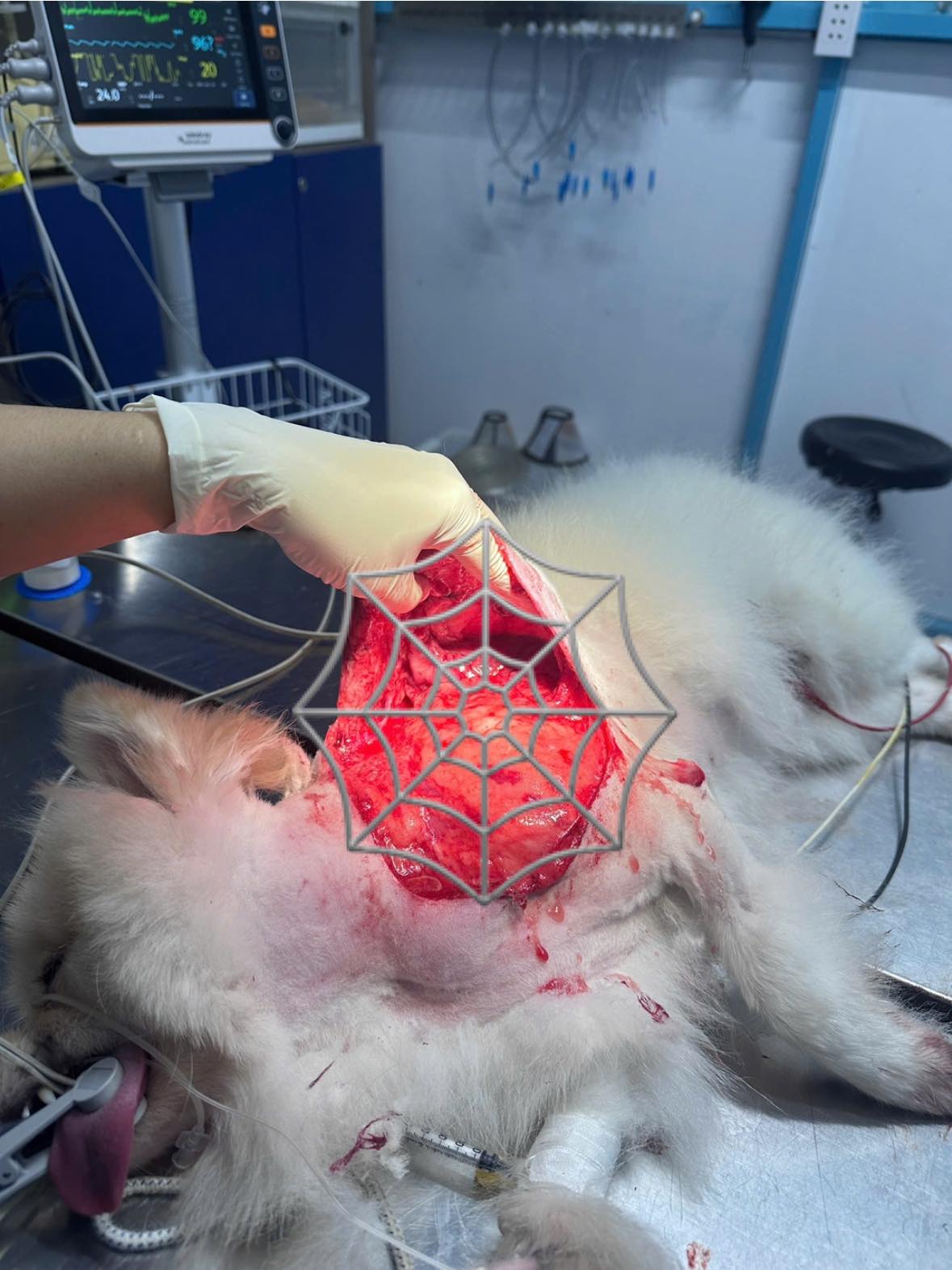 [🆕🇻🇳] Bệnh Viện Thú Y TH Vet Hospital 🐶🦜 Top1Pets 🐱🐠  Một ca phẫu thuật đáng nhớ – vết thương lớn do chó cắnBé chó này từng bị cắn rách một mảng da rất lớn vùng ngực – bụng, lộ cả tổ chức dưới da, nguy cơ  , shares-0✔️ , likes-2❤️️ , date-2025-09-23 04:06:24🐶🐱🇻🇳🇻🇳🇻🇳📰🆕
