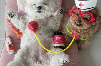 [🆕🇻🇳] Học viện cắt tỉa lông Quốc tế – Queen Pet International Grooming Academy 🐶🦜 Top1Pets 🐱🐠
Nguồn ST
, shares-0✔️ , likes-8❤️️ , date-2025-09-23 19:10:20🐶🐱🇻🇳🇻🇳🇻🇳📰🆕