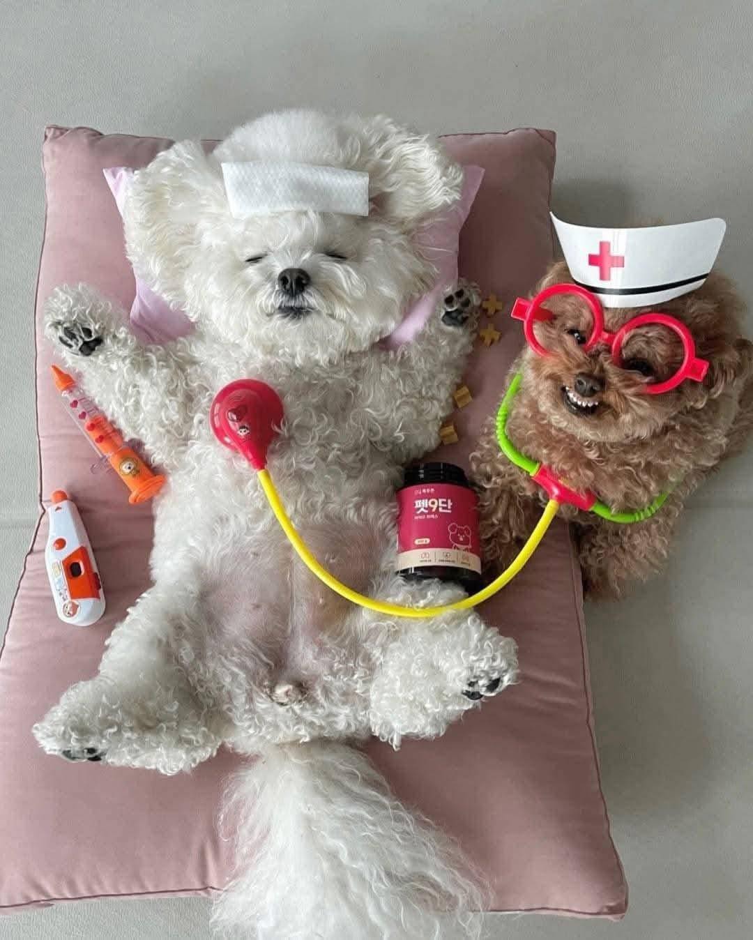 [🆕🇻🇳] Học viện cắt tỉa lông Quốc tế – Queen Pet International Grooming Academy 🐶🦜 Top1Pets 🐱🐠
Nguồn ST
, shares-0✔️ , likes-8❤️️ , date-2025-09-23 19:10:20🐶🐱🇻🇳🇻🇳🇻🇳📰🆕