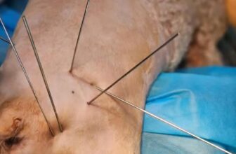 [🆕🇻🇳] Bệnh Viện Thú Y Petshare 366 Khương Đình 🐶🦜 Top1Pets 🐱🐠   Cấp cứu cho bạn cún poodle bị tai nạn ô tô.
Em bị xuất huyết dạ dày, rách trực tràng và vỡ nát xương chậu.
Trộm vía em được ông bà phù hộ nên đã khỏe mạn , shares-0✔️ , likes-2❤️️ , date-2025-09-24 00:36:31🐶🐱🇻🇳🇻🇳🇻🇳📰🆕