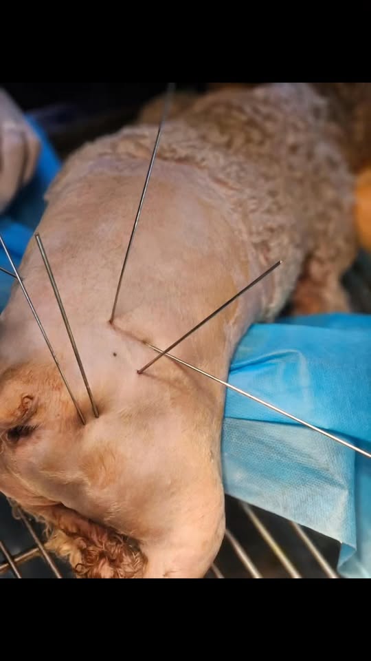 [🆕🇻🇳] LaPaw – sản phẩm chăm sóc thú cưng hàng đầu Việt Nam 🐶🦜 Top1Pets 🐱🐠 CÁT NGỌT NGÀO, CÀO TRÚNG LỚNHoá ra đây là “kho báu” ẩn sau tất cả mọi chuyện!!!Cùng LaPaw và Thỏ Bảy Màu “đãi cát tìm vàng” với 60 nhẫn vàng kim tiền  , shares-0✔️ , likes-8❤️️ , date-2025-11-30 02:56:33🐶🐱🇻🇳🇻🇳🇻🇳📰🆕