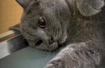 [🆕🇻🇳] Phòng Khám Thú Y BẮC NINH 🐶🦜 Top1Pets 🐱🐠  , shares-0✔️ , likes-3❤️️ , date-2025-09-25 01:26:25🐶🐱🇻🇳🇻🇳🇻🇳📰🆕