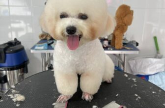 [🆕🇻🇳] QUỐC TÂM PET – Dịch vụ thú cưng 🐶🦜 Top1Pets 🐱🐠 Bình luận đã bị tắt cho bài viết này.
, shares-0✔️ , likes-1❤️️ , date-2025-09-25 12:07:12🐶🐱🇻🇳🇻🇳🇻🇳📰🆕