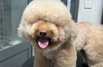 [🆕🇻🇳] Phòng Khám Thú Y JB PET 🐶🦜 Top1Pets 🐱🐠 Hôm nay bé được đi Grooming
Sạch sẽ – thơm tho – gọn gàng
Chuẩn “pet ngoan nhà người ta” rồi nha
#pet #grooming #petshop #spa #phongkhamthuy #tanbinh
, shares-1✔️ , likes-2❤️️ , date-2025-09-24 19:19:49🐶🐱🇻🇳🇻🇳🇻🇳📰🆕