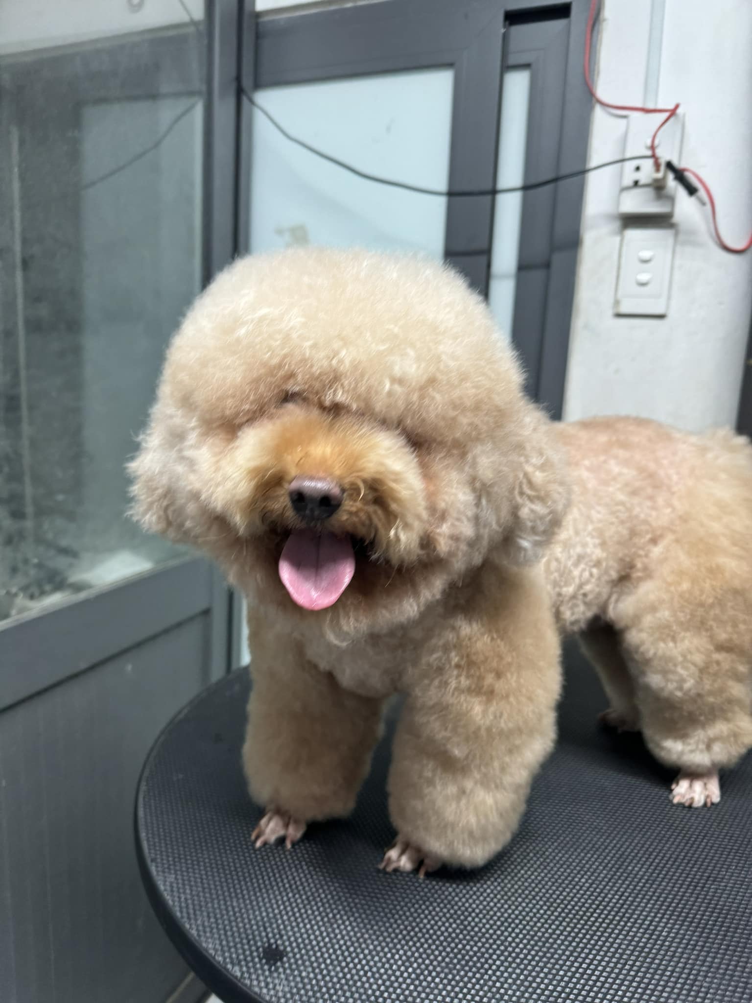[🆕🇻🇳] Phô Mai Grooming – Tiệm Làm Đẹp Thú Cưng Quận 6  🐶🦜 Top1Pets 🐱🐠 Các em bé iu—————–
Phô Mai luôn công khai khu vực Spa & Grooming của các bé – Không gian mở 100% và camera giám sát 24/7
Phô Mai Grooming: 1 , shares-0✔️ , likes-15❤️️ , date-2025-09-24 19:37:18🐶🐱🇻🇳🇻🇳🇻🇳📰🆕