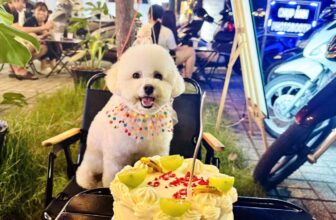 [🆕🇻🇳] Việt Spa Tiệm Làm Đẹp Thú Cưng 🐶🦜 Top1Pets 🐱🐠 Khách của em dễ thương ghê
Ghé chú Việt spa cắt tỉa làm đẹp về được mẹ tổ chức sinh Nhật
Chúc em bé có 1 cuộc đời an yên bên chị chủ nha
, shares-2✔️ , likes-225❤️️ , date-2025-09-23 17:50:08🐶🐱🇻🇳🇻🇳🇻🇳📰🆕