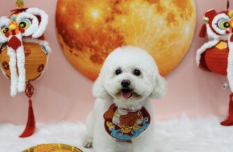 [🆕🇻🇳] Mymy Pet House – Tiệm Làm Đẹp Thú Cưng. 162 Nguyễn Huy Tưởng 🐶🦜 Top1Pets 🐱🐠 Ước gì ngày nào cũng là Trung thu, để mình có cớ rủ crush đi chơi.
, shares-0✔️ , likes-0❤️️ , date-2025-09-26 20:19:28🐶🐱🇻🇳🇻🇳🇻🇳📰🆕