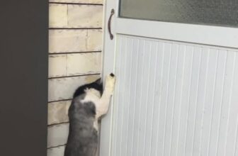 [🆕🇻🇳] Phòng Khám Thú Y StayPet – 386 Thuỵ Khuê 🐶🦜 Top1Pets 🐱🐠 Khi bạn ở khách sạn quá nửa tháng kiểu…
————————————————–
Liên hệ qua
Địa chỉ: 386A Thuỵ Khuê, Tây Hồ, Hà Nội
Hotlin , shares-0✔️ , likes-0❤️️ , date-2025-09-25 17:03:50🐶🐱🇻🇳🇻🇳🇻🇳📰🆕