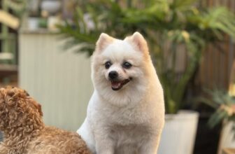 [☕️🇻🇳] DG Pet Garden – Cafe Thú Cưng 🥤 Top1Coffee ☕️ Khi em bé cười
, shares-0✔️ , likes-14❤️️ , date-2025-09-25 23:25:09🇻🇳🇻🇳🇻🇳📰🆕