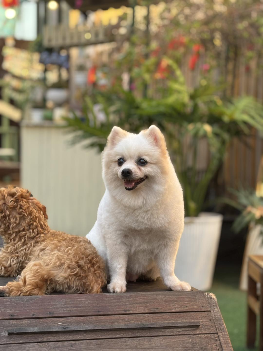 [☕️🇻🇳] DG Pet Garden – Cafe Thú Cưng 🥤 Top1Coffee ☕️ Khi em bé cười
, shares-0✔️ , likes-14❤️️ , date-2025-09-25 23:25:09🇻🇳🇻🇳🇻🇳📰🆕