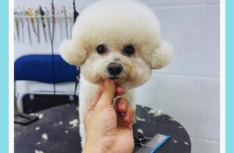 [🆕🇻🇳] Phô Mai Grooming – Tiệm Làm Đẹp Thú Cưng Quận 6  🐶🦜 Top1Pets 🐱🐠 Các em bé iu—————–
Phô Mai luôn công khai khu vực Spa & Grooming của các bé – Không gian mở 100% và camera giám sát 24/7
Phô Mai Grooming: 1 , shares-0✔️ , likes-15❤️️ , date-2025-09-24 19:37:18🐶🐱🇻🇳🇻🇳🇻🇳📰🆕