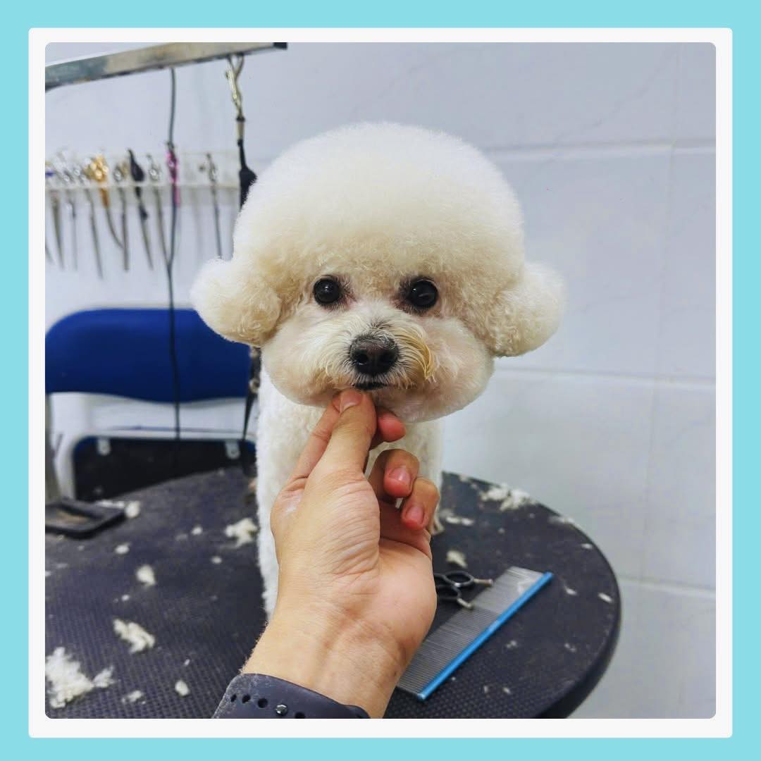 [🆕🇻🇳] Phô Mai Grooming – Tiệm Làm Đẹp Thú Cưng Quận 6  🐶🦜 Top1Pets 🐱🐠 Các em bé iu—————–
Phô Mai luôn công khai khu vực Spa & Grooming của các bé – Không gian mở 100% và camera giám sát 24/7
Phô Mai Grooming: 1 , shares-0✔️ , likes-15❤️️ , date-2025-09-24 19:37:18🐶🐱🇻🇳🇻🇳🇻🇳📰🆕